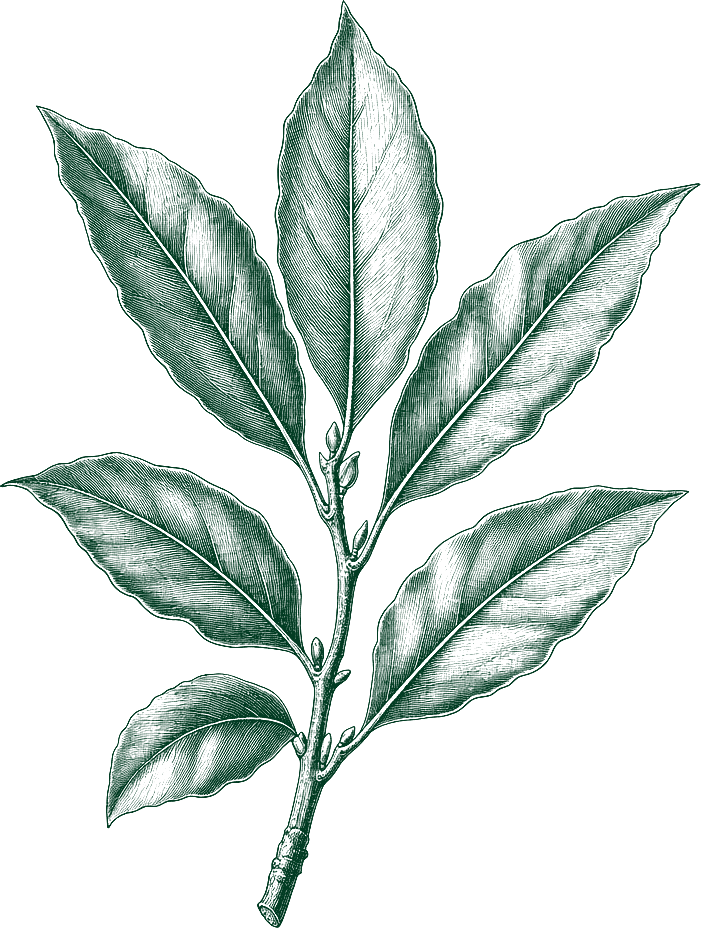 An engraved bay sprig