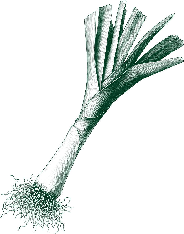 An engraved leek