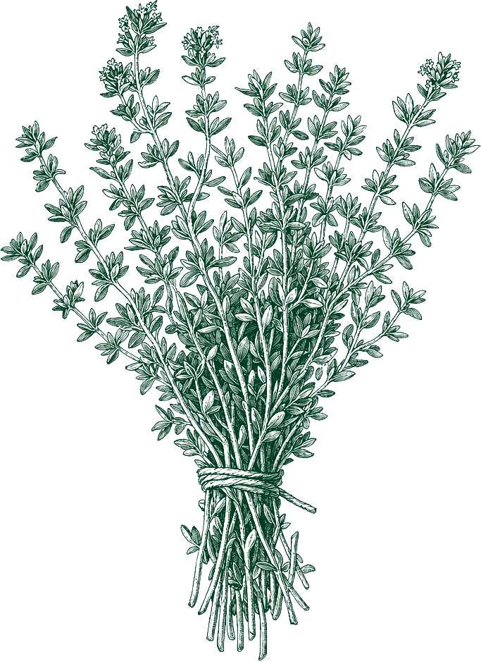 An engraved sprig of thyme